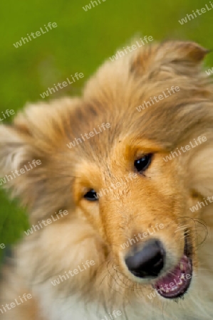 Collie-Welpen Nahaufnahme Kopf