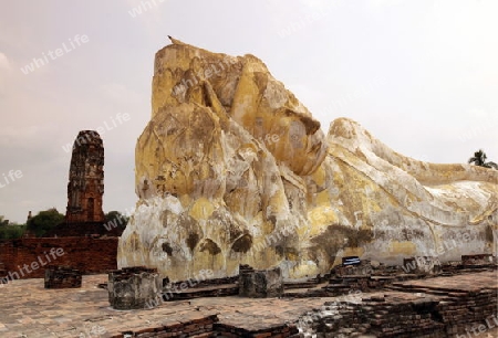 Der Liegende Buddha im Wat Lokaya Sutha Tempel in der Tempelstadt Ayutthaya noerdlich von Bangkok in Thailand