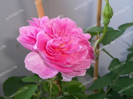 English Rose