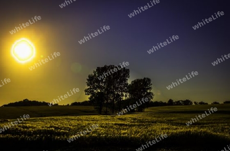 Feld in der Abendsonne