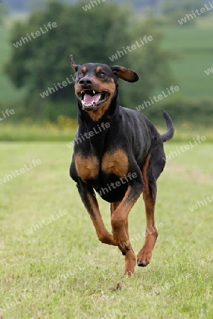 rennender Dobermann