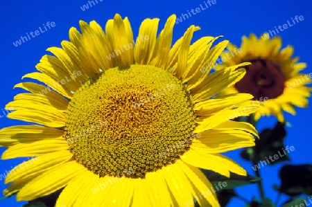 Sonnenblumen