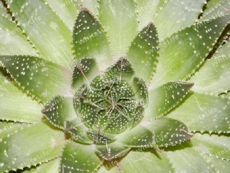 Aloe Vera