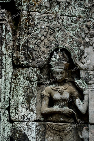 The Temple of  Preah Khan in the Temple City of Angkor near the City of Siem Riep in the west of Cambodia.