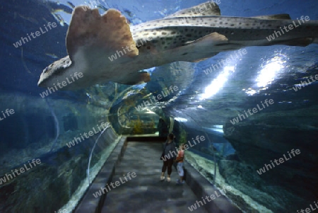 Das Siam Ocean World Aquarium in der Hauptstadt Bangkok von Thailand in Suedostasien.