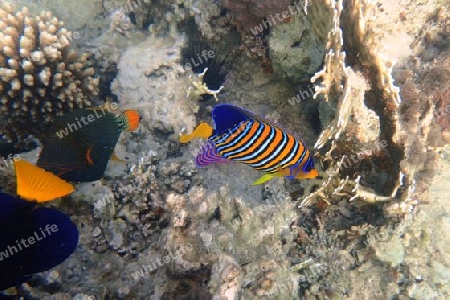 Dr?ckerfisch mit Pfauen-Kaiserfisch  