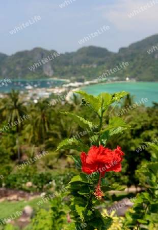 The view from the Viewpoint on the Town of Ko PhiPhi on Ko Phi Phi Island outside of the City of Krabi on the Andaman Sea in the south of Thailand. 