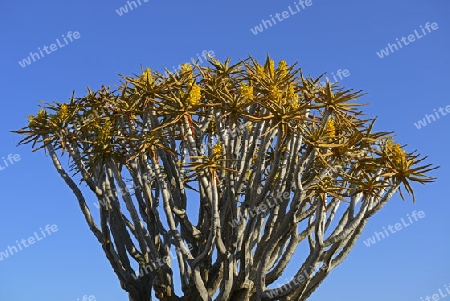 K?cherbaum oder Quivertree (Afrikaans: Kokerboom,  Aloe dichotoma) bei Sonnenaufgang , Keetmanshoop, Namibia, Afrika