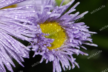 Blue flower