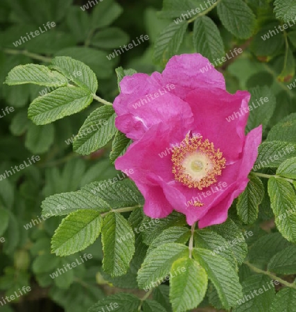 Rosa Heckenrose - Hundsrose