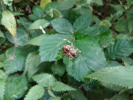 Spinne mit Zwischenmahlzeit III