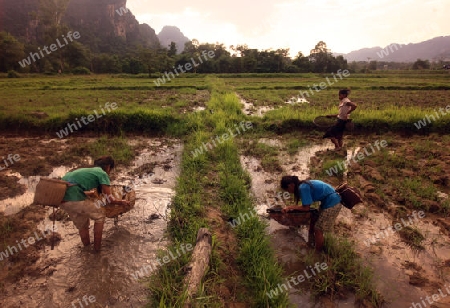 Kinder suchen nach einem Regentag in den Reisfeldern nach Kleifischen an der Landstrasse 12 beim Dorf Mahaxai Mai von Tham Pa Fa unweit der Stadt Tha Khaek in zentral Laos an der Grenze zu Thailand in Suedostasien.