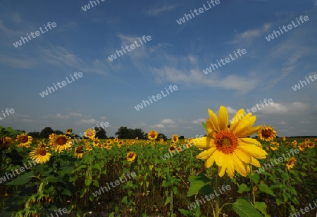 Sonnenblumen