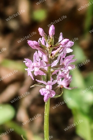 Geflecktes Knabenkraut,Moorland spotted orchid