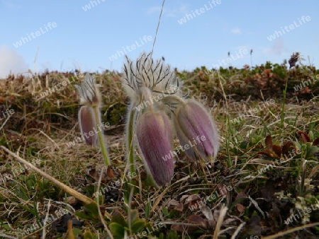 Schlafende K?chenschelle