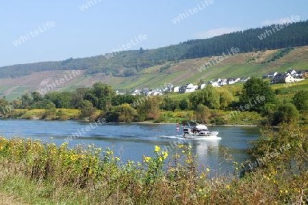 Mosel bei Burg