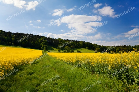 Landschaft mit Raps Feld