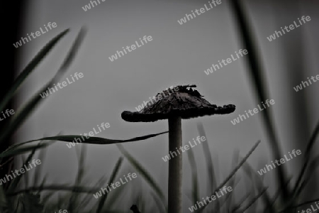 pilz am hafen