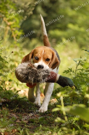 Beagle beim Apportieren