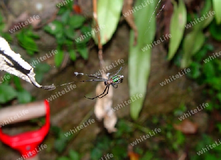 Spider in the garden