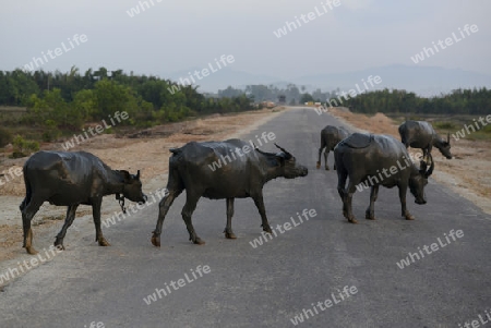 the north to south road and the landscape in a village near the city of Myeik in the south in Myanmar in Southeastasia.