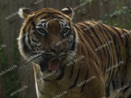 Faszination Tiger