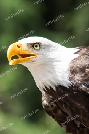 Portrait Wei?kopfseeadler