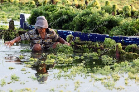 Die Ernte in der Seegrass Plantage auf der Insel Nusa Lembongan der Nachbarinsel von Bali, Indonesien.