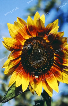 Sonnenblume