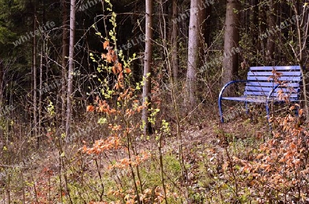 Blaue Bank im Wald