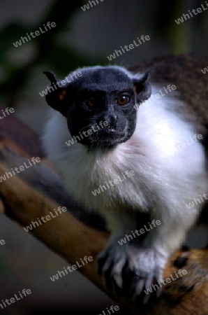 Tamarin Bicolore auf Ast