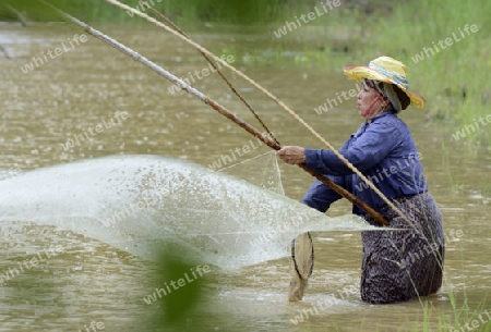 Eine Frau beim Fischen in einem Fluss in der Provinz Amnat Charoen nordwestlich von Ubon Ratchathani im nordosten von Thailand in Suedostasien.