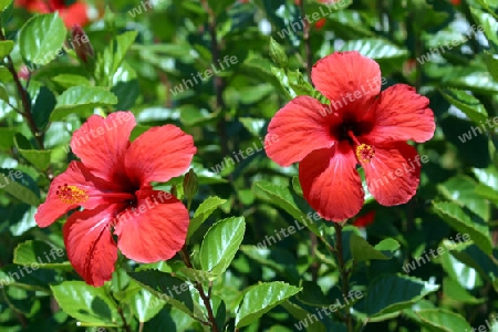 Hibiskus