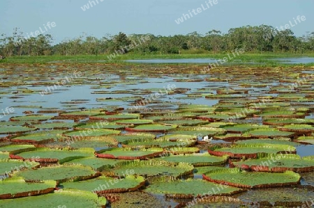 Amazonas-Riesenseerose