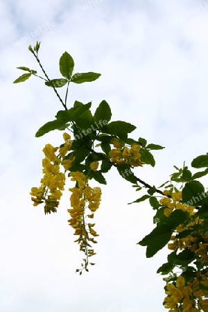 Gemeiner Goldregen, Laburnum anagyroides