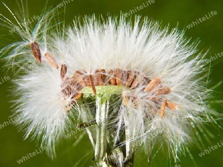 Samenflug