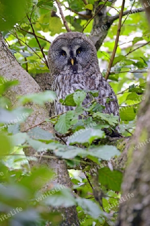 Bartkauz (Strix nebulosa) in natuerlichem Umfeld 