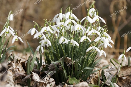 Kleines Schneegloeckchen, Galanthus nivalis