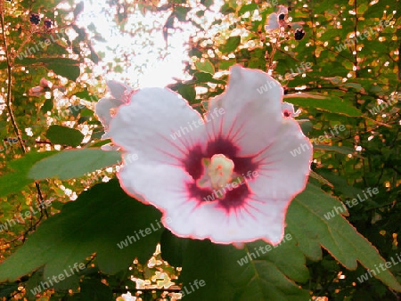 Hibiskus