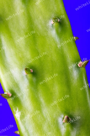 Feigenkaktus(Opuntia humitusa)