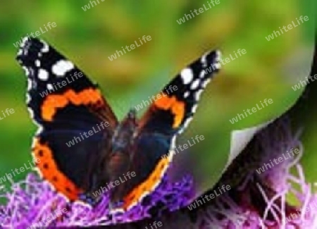 Schmetterling