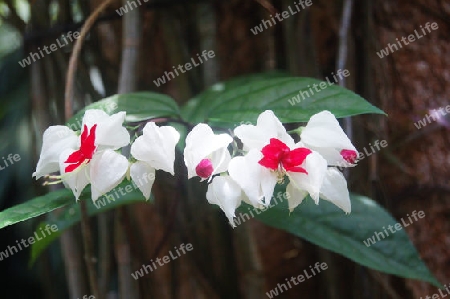 Kletternder Losstrauch - Clerodendron speciosissimum