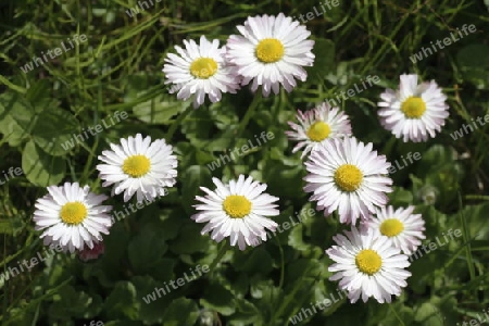 G?nsebl?mchen (Bellis perennis)