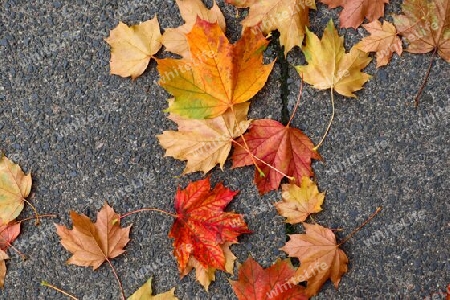 Beautiful Autumn Foliage Leaves in Golden and Red Hues - Autumn Background