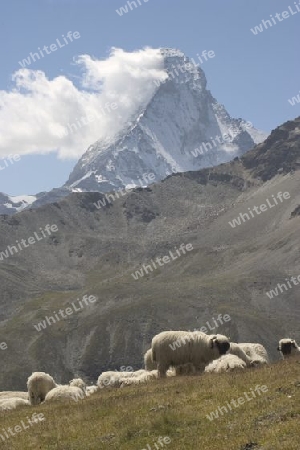 Matterhorn und Schafe