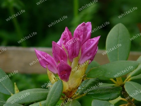 Rhododendron, sich ?ffnende Bl?te P1260188