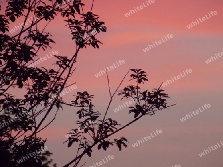 Abendhimmel mit Baum