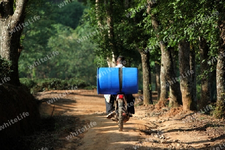 Ein Bauer in der Landschaft mit Tee Plantagen beim Bergdorf Mae Salong in der Huegellandschaft noerdlich von Chiang Rai in der Provinz Chiang Rai im Norden von Thailand in Suedostasien.