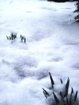 2 Schneegl?ckchen im Durchbruch