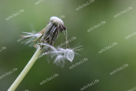 Pusteblume